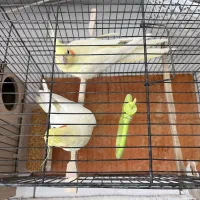 عروس هلندی|پرنده|سهند, |دیوار