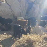 فروش  ۴۰ راس بره  شیری