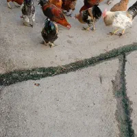 خروس و‌ مرغ جوان محلی|حیوانات مزرعه|سنگدوین, |دیوار