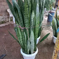 گل سانسوریا