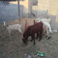 گوسفند نر فروشی|حیوانات مزرعه|منوجان, |دیوار