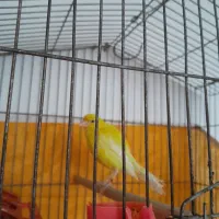 قناری طلایی