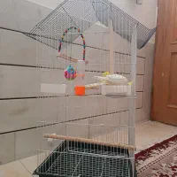 عروس هلندی برای دستی کردن با قفس|پرنده|اصفهان, شمس آباد|دیوار