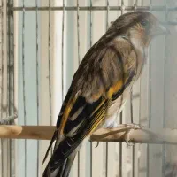 سهره قناری و سهره خاکی مست|پرنده|محمدشهر, ولدآباد|دیوار