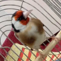 سهره قناری سهره نر