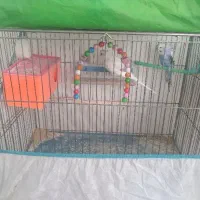 ۲جفت مرغ عشق