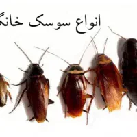 رفع صد درصدی سوسک