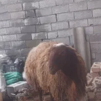 گوسفند نر مولد جوان
