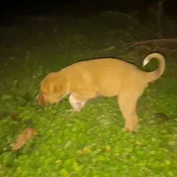 توله|سگ|بندر گز, |دیوار