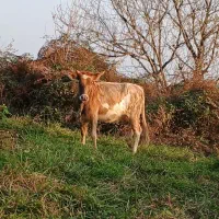 تلوم تنکابنی