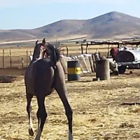 کره نریان|اسب و تجهیزات اسب‌سواری|کرمانشاه, |دیوار