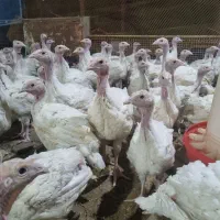 جوجه بوقلمون دو کیلویی فوری