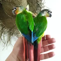 طوطی گرینچیک دستی|پرنده|اصفهان, کوی امیریه|دیوار