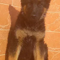 سگ ژرمن شیپرد جرمن کینگ سایز موکوتاه شاه توله (نر)|سگ|تهران, وردآورد|دیوار