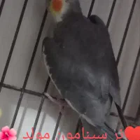 عروس هلندی|پرنده|تهران, شهرک صادقیه|دیوار