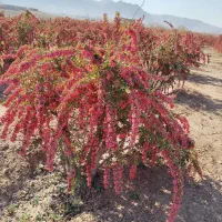 زرشک درجه یک قاین|خوردنی و آشامیدنی|مشهد, جاهد شهر|دیوار