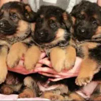 سگ نگهبان ژرمن بلک ان تن و بلک