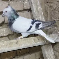 کفتر رنگی سینه ای و یکتی و ابلغ زرد و دم سفید و ..