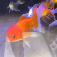 گلدفیش سوپر|ماهی|مشهد, عامل|دیوار