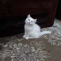 فروش گربه ماده نژادپرشین ۲ماهه،امیدیه