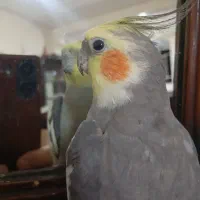 عروس هلندی سینامون