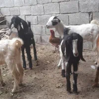 بز ۵ عدد نر اوماده