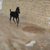 کره نریان نوه سهراب جعفری