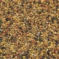 بذر شبدر بومی