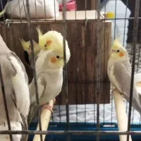 طوطی عروس|پرنده|ساوه, |دیوار