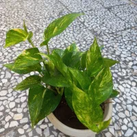 گل پتوس ابلق|گل و گیاه طبیعی|رشت, علی آباد|دیوار