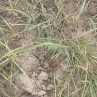 زمین اجاره دیم 4هکتار|فروش دفتر صنعتی، کشاورزی، تجاری|صادق آباد, |دیوار