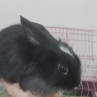 خرگوش