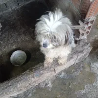 سگ پاکوتاه بالغ|سگ|ارطه, |دیوار