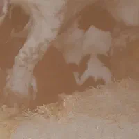 فروش انواع طول های پاپی و دوبرمن قیمت مناسب