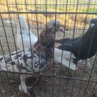 ارسال از دلیجان