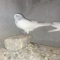 کفتر کله دار