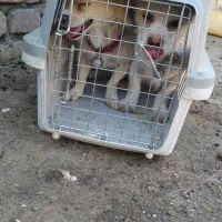 واگذاری سگ خانگی|سگ|زاهدان, |دیوار