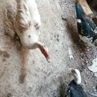 فروش ۱ مرغابی نر نژاد مسکویی و دو تا قوغاز|حیوانات مزرعه|سرپل ذهاب, |دیوار