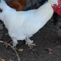 تخم مرغ تازه و نطفه دار|حیوانات مزرعه|کوچصفهان, |دیوار