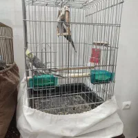 طوطی گرینچیک عروس هلندی فنچ|پرنده|محمدشهر, محمدشهر|دیوار