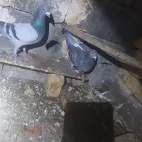 کبوتر سبز