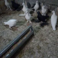 کفتر لوطی 11 عدد|پرنده|تبریز, |دیوار