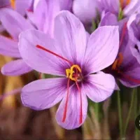 کاگر زن برای جمع کردن گل های زعفران