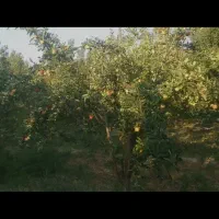 فروش باغ سیب مراغه|فروش زمین و ملک کلنگی|نظر کهریزی, |دیوار