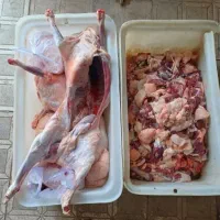 گوسفند زنده جهت عقیقه قربانی بره نر ماده میش بزغال|حیوانات مزرعه|مشهد, نوید|دیوار