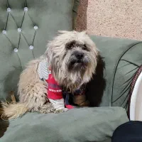 سگ پشمالو قهوه ای نژاد فی فی