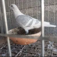 خط سفید دورنگ|پرنده|وحدتیه, |دیوار