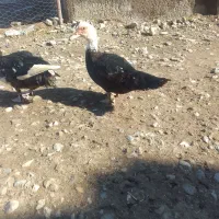 اوردک خارجی نر وماده