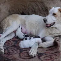 واگذاری ماده آلابای|سگ|گنبد کاووس, |دیوار