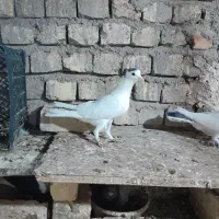 کفتر نر پلاس|پرنده|قم, تعویض پلاک|دیوار